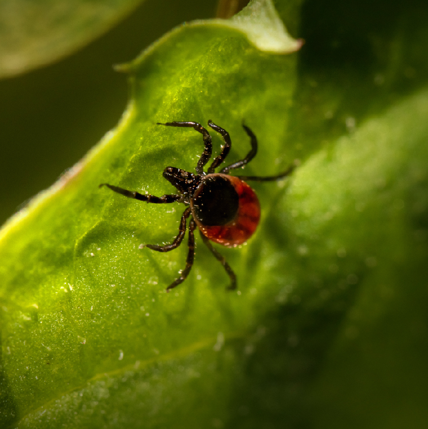 Maladie de Lyme : mieux la connaitre pour mieux la prévenir